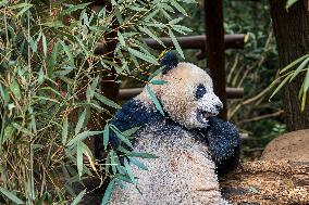 China Giant Panda Wild Population Grows