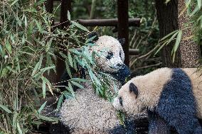 China Giant Panda Wild Population Grows