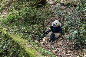 China Giant Panda Wild Population Grows