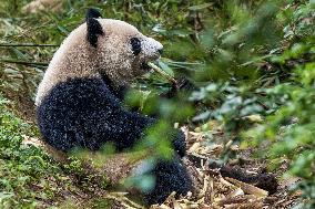 China Giant Panda Wild Population Grows