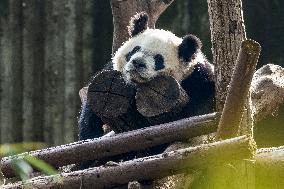 China Giant Panda Wild Population Grows