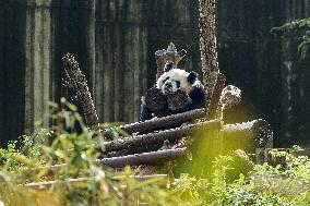 China Giant Panda Wild Population Grows