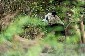 China Giant Panda Wild Population Grows