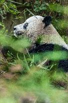 China Giant Panda Wild Population Grows