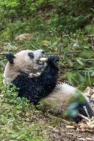 China Giant Panda Wild Population Grows