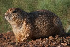 Prarie Dog