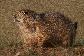 Prarie Dog