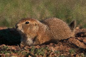 Prarie Dog