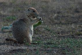 Prarie Dog