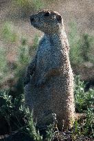 Prarie Dog