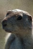 Prarie Dog