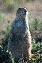 Prarie Dog