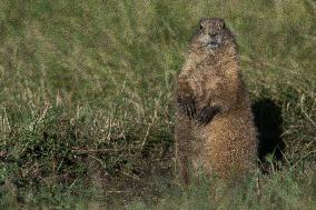 Prarie Dog