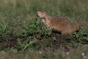 Prarie Dog