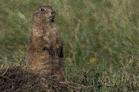 Prarie Dog