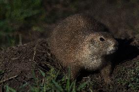 Prarie Dog