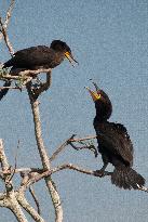 Double Crested Cormorant