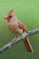 Northern Cardinal (Bird)