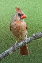 Northern Cardinal (Bird)