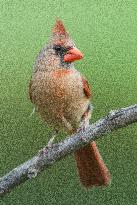 Northern Cardinal (Bird)