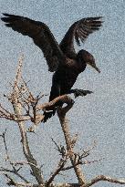 Double Crested Cormorant