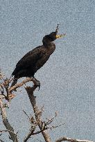 Double Crested Cormorant