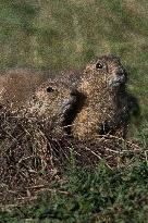 Prarie Dog