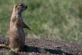 Prarie Dog