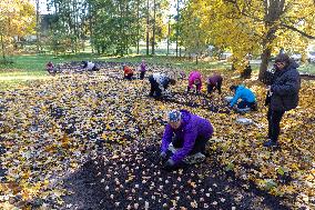 Planting tulip bulbs