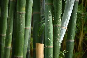 Words Written on Bamboo at the Chengdu Giant Panda Base in Chengdu