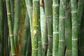 Words Written on Bamboo at the Chengdu Giant Panda Base in Chengdu