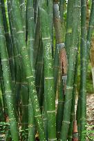 Words Written on Bamboo at the Chengdu Giant Panda Base in Chengdu