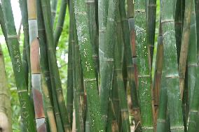 Words Written on Bamboo at the Chengdu Giant Panda Base in Chengdu