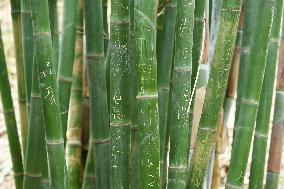 Words Written on Bamboo at the Chengdu Giant Panda Base in Chengdu