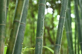 Words Written on Bamboo at the Chengdu Giant Panda Base in Chengdu