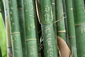 Words Written on Bamboo at the Chengdu Giant Panda Base in Chengdu