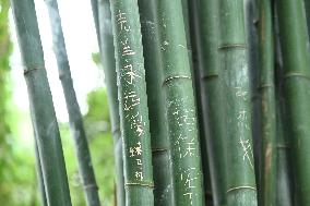 Words Written on Bamboo at the Chengdu Giant Panda Base in Chengdu