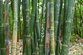 Words Written on Bamboo at the Chengdu Giant Panda Base in Chengdu