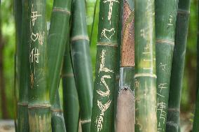 Words Written on Bamboo at the Chengdu Giant Panda Base in Chengdu