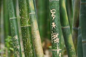 Words Written on Bamboo at the Chengdu Giant Panda Base in Chengdu