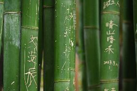 Words Written on Bamboo at the Chengdu Giant Panda Base in Chengdu