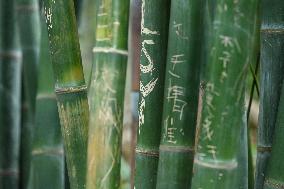 Words Written on Bamboo at the Chengdu Giant Panda Base in Chengdu