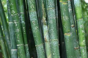 Words Written on Bamboo at the Chengdu Giant Panda Base in Chengdu