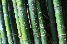 Words Written on Bamboo at the Chengdu Giant Panda Base in Chengdu