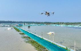 Rice-fishery Integrated Breeding Base in Suqian