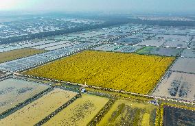 Rice-fishery Integrated Breeding Base in Suqian