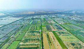 Rice-fishery Integrated Breeding Base in Suqian