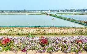 Rice-fishery Integrated Breeding Base in Suqian