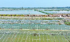 Rice-fishery Integrated Breeding Base in Suqian