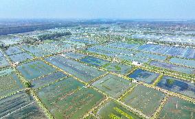 Rice-fishery Integrated Breeding Base in Suqian